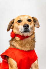 A cute portrait of a brown dog wearing a red bowtie and red dress