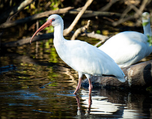 White Ibis in the Everglades