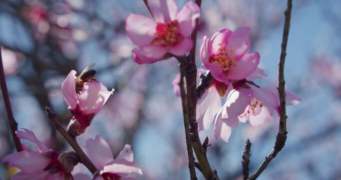 Bee pollinator in pink apple tree flower in spring orchard.