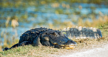 Alligator in the Wild