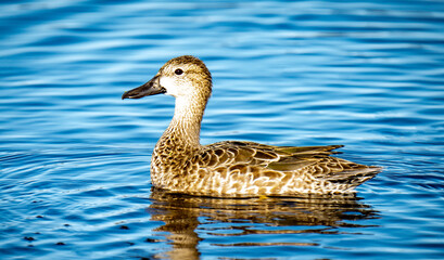 Duck in the Wild