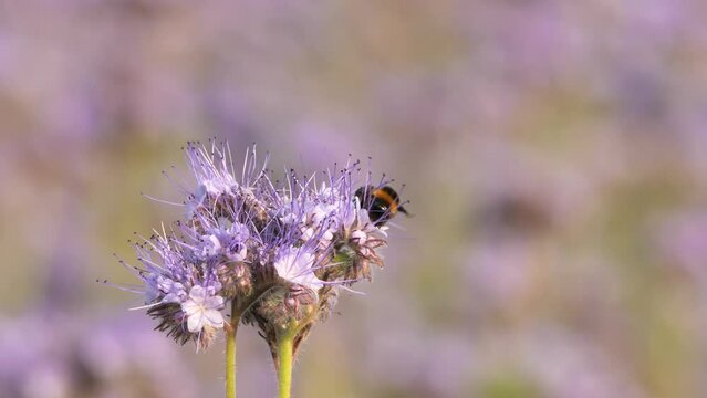 Bumblebee collecting nectar from Lacy phacelia ( Phacelia tanacetifolia ) Blue tansy flowering plant