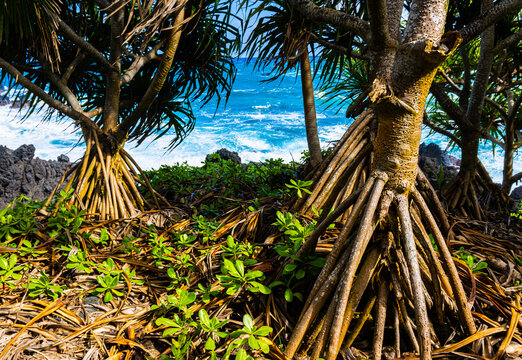 Hala Tree Forest on Kauiau Point, Waianapanapa State Park, Maui, Hawaii, USA