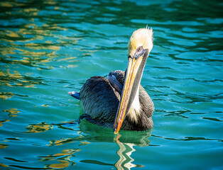 Pelicans in the Wild

