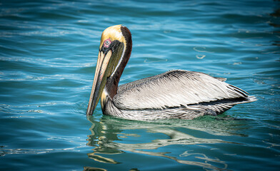 Pelicans in the Wild
