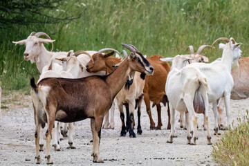 Naklejka na ściany i meble A group of goats grazing in the field.