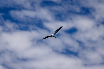 Dolphins and seagulls at a feeding ground off the shores of Puerto Madryn, Argentina
