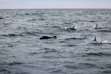Fototapeta premium Dolphins and seagulls at a feeding ground off the shores of Puerto Madryn, Argentina 