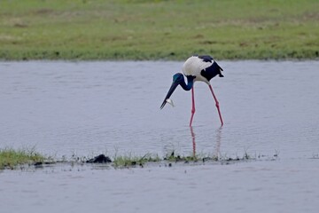 Black-necked Stork, (Ephippiorhynchus Asiaticus) with fish, Bundala, Sri Lanka