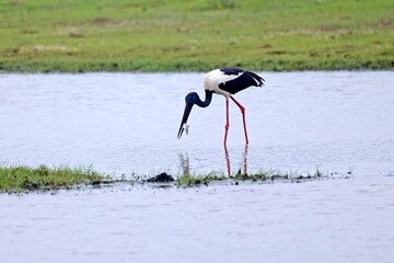 Fototapeta premium Black-necked Stork, (Ephippiorhynchus Asiaticus) with fish, Bundala, Sri Lanka