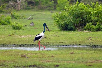Black-necked Stork, (Ephippiorhynchus Asiaticus) with fish, Bundala, Sri Lanka