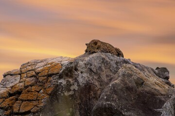 Sri Lankan leopard, Panthera pardus kotiya, predator native to Sri Lanka. Wildlife, typical environment of leopard subspecies. On the rock. Yala national park, Sri Lanka. - obrazy, fototapety, plakaty