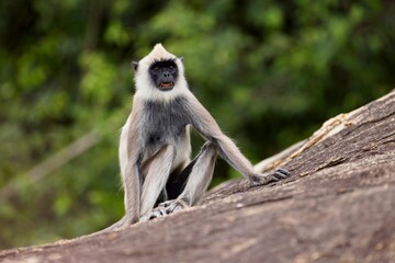 The tufted gray langur (Semnopithecus priam), also known as Madras gray langur, and Coromandel sacred langur 