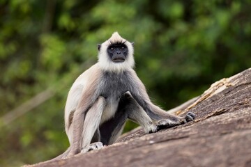 The tufted gray langur (Semnopithecus priam), also known as Madras gray langur, and Coromandel sacred langur 