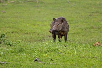 The Indian boar (Sus scrofa cristatus), also known as the Andamanese pig or Moupin pig. Yala national park. Sri Lanka, Prase Divoké cejlonské