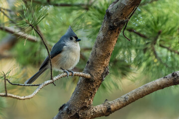 Tufted Titmouse Perched on a branch in a Pine Tree