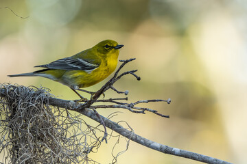 Pine Warbler perched on small tree branch