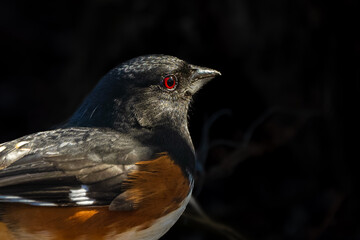 Close-up of the red eye of a male Eastern Towhee