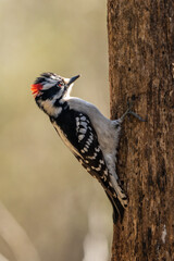 Downy Woodpecker Perched on Tree Trunk