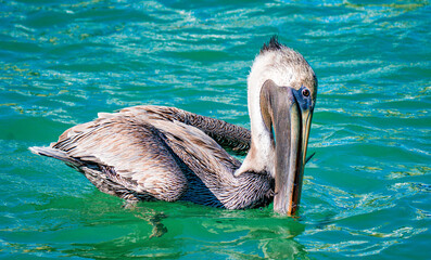 Pelicans in the Wild

