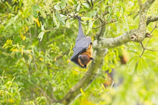 Mysterious Lyle's flying fox (Pteropus lylei) big fruit bat hanging downward from tree branch with stretching its wings and legs.