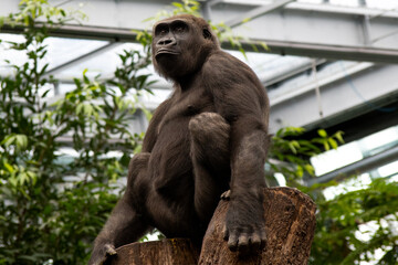 portrait of a Gorilla  in a zoo