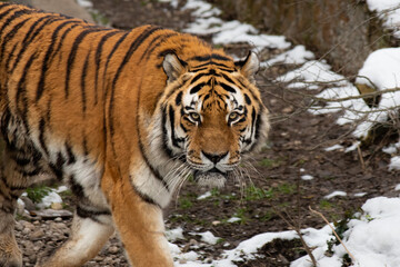 Fototapeta na wymiar siberian tiger in the snow