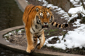 Fototapeta na wymiar tiger in the snow
