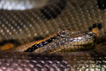 close up of a snake