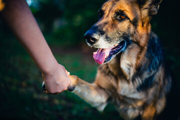 german shepherd dog giving paw to his human brother