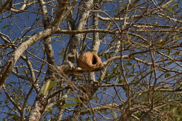 nest on tree