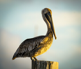 Pelicans in the Wild
