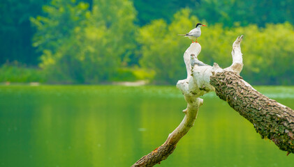 nature background with birds on tree for banner background