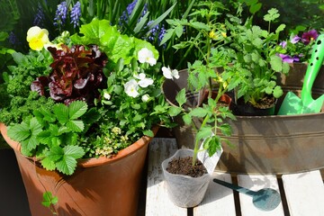 庭で夏野菜のポット苗の植え付け、春のガーデニング作業、家庭菜園、ベランダ園芸、趣味、ライフスタイル - obrazy, fototapety, plakaty