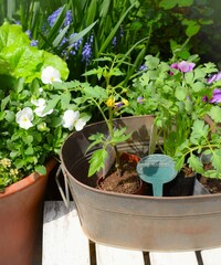 庭で夏野菜のポット苗の植え付け、春のガーデニング作業、ライフスタイル、家庭菜園、ベランダ園芸