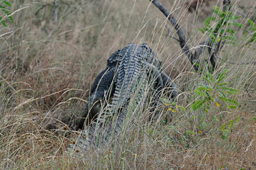 Crocodiles in the forest