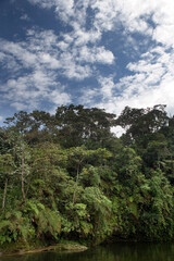 Fototapeta na wymiar Rainforest and trees near Shell, Pastaza, Ecuador