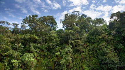 Obraz na płótnie Canvas Rainforest and trees near Shell, Pastaza, Ecuador