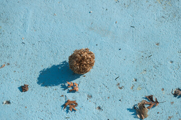dried flower (probably hydrangea blossom) at the bottom of an empty fountain basin