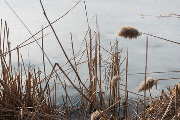 frozen pond and tall grass or reed seed plume in winter