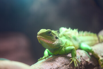 美しいインドシナウォータードラゴンの質感