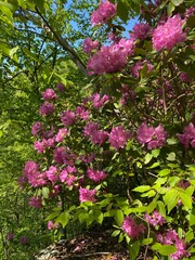 Apple Orchard Falls - Botetourt County, VA