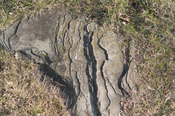 embedded stone and grass, sunset, winter sunlight