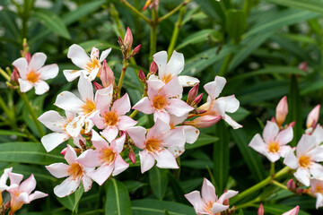 Flowering shrub Oleander (Nerium oleander).