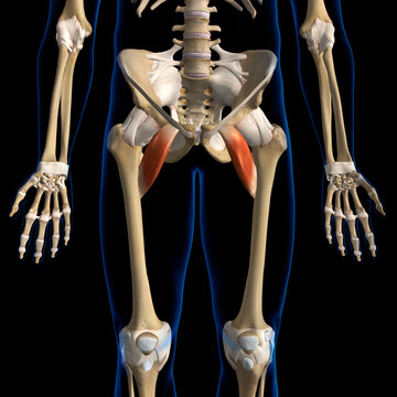 Male Pectineus Muscles Isolated on Black Background