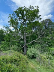 Keefer Oak - Giles County, VA