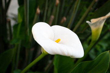 Close-up of a calla lily (Zantedeschia aethiopica).