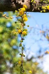 Acacia tree (Hawthorn) flowering in spring with its characteristic yellow color.