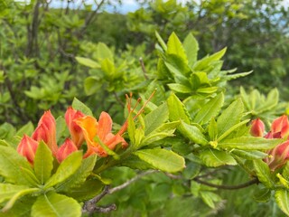 Carver's Gap - Roan Mountain, TN