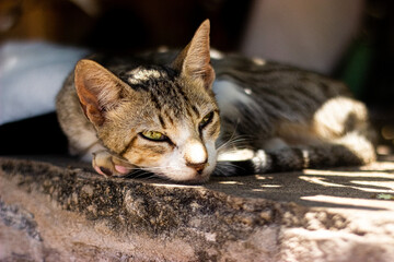 a small cat lying down looking at the camera